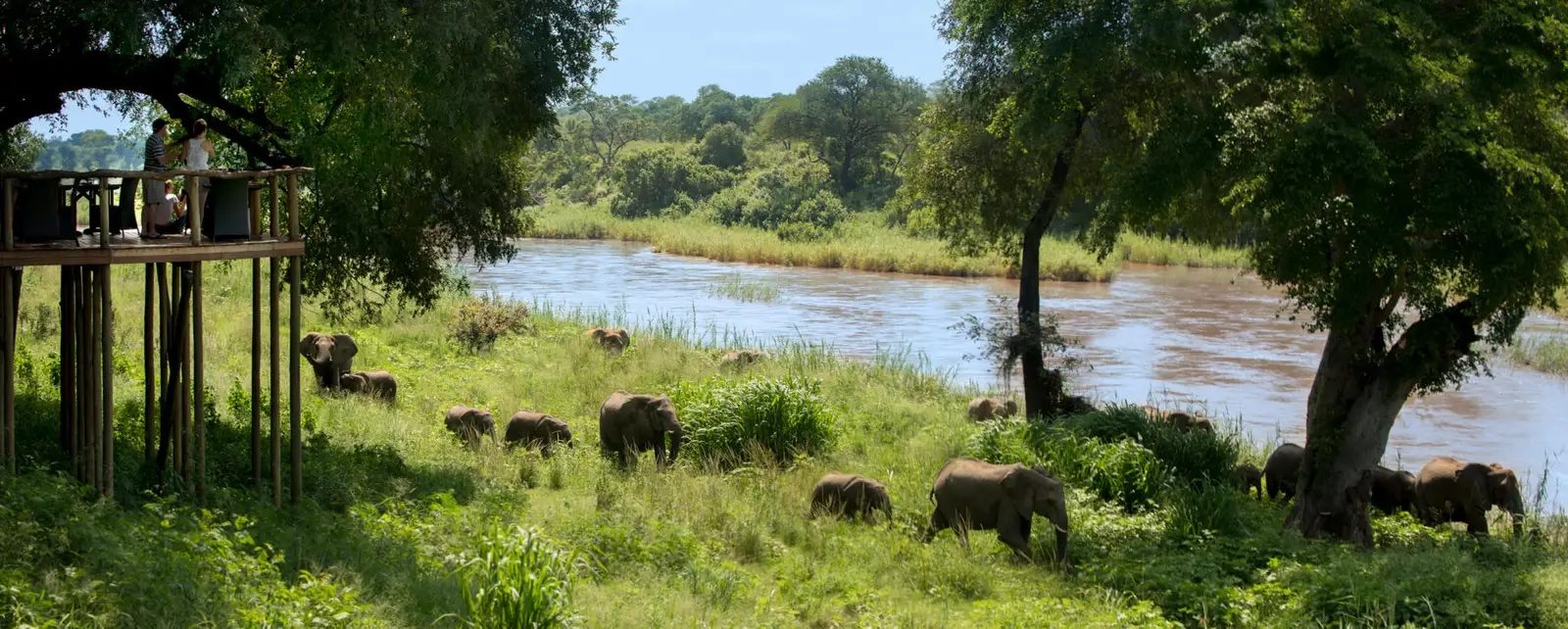 Elephants pass the deck at Narina Lodge