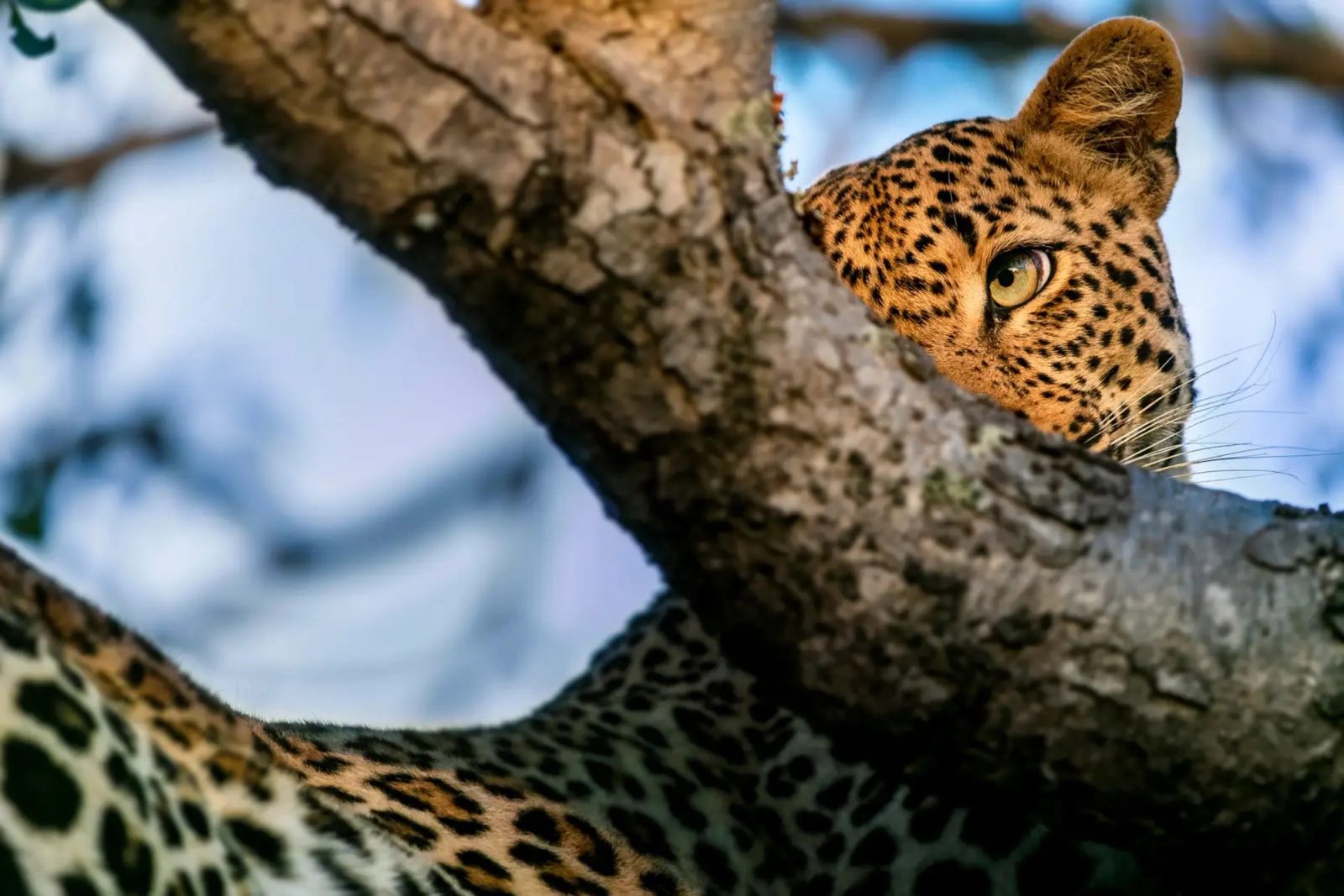 A leopard in the Sabi Sand, part of the Greater Kruger