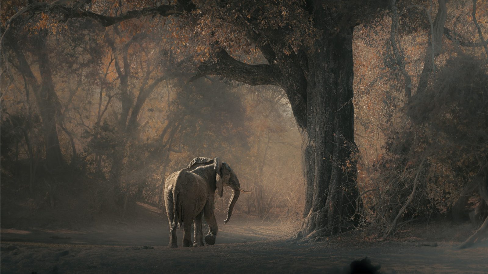 An elephant in Zimbabwe. Image: Solly Levi