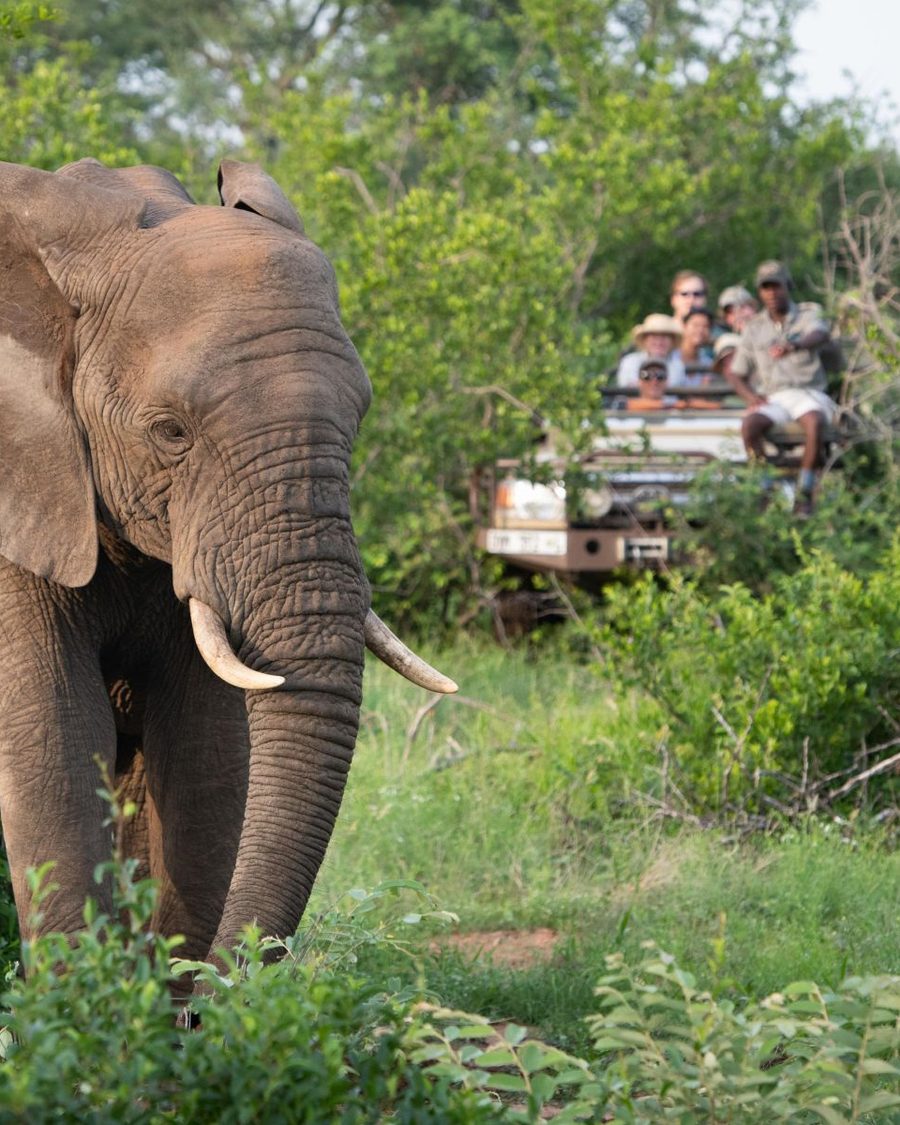 Sausage Tree Safari Camp