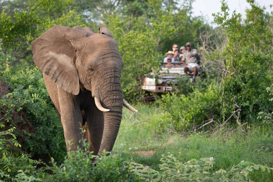Sausage Tree Safari Camp