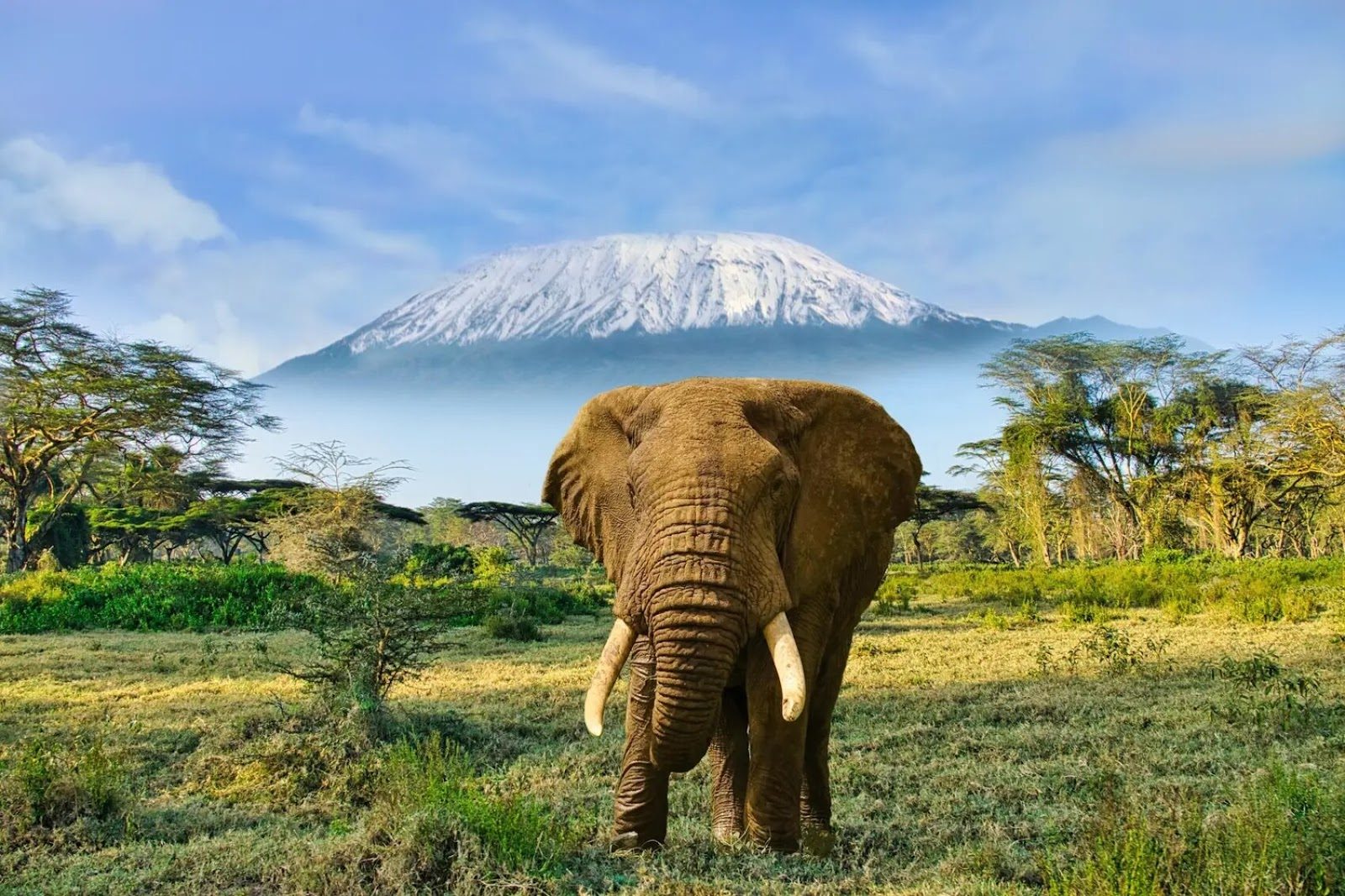 Elephants and Kili—this is Africa.