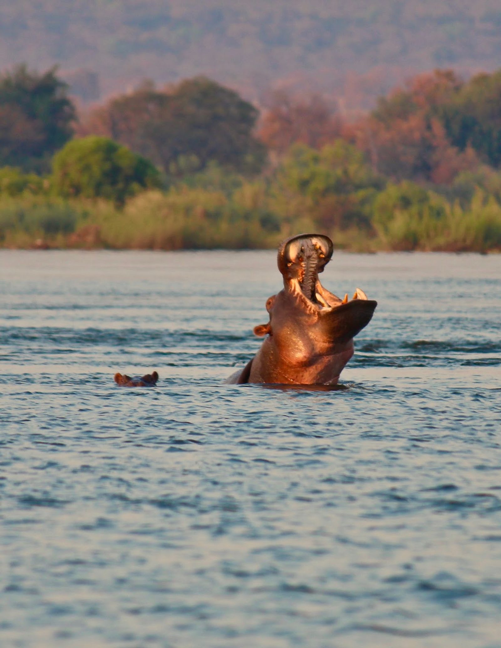 Magnificent and terrifying creatures at the same time!