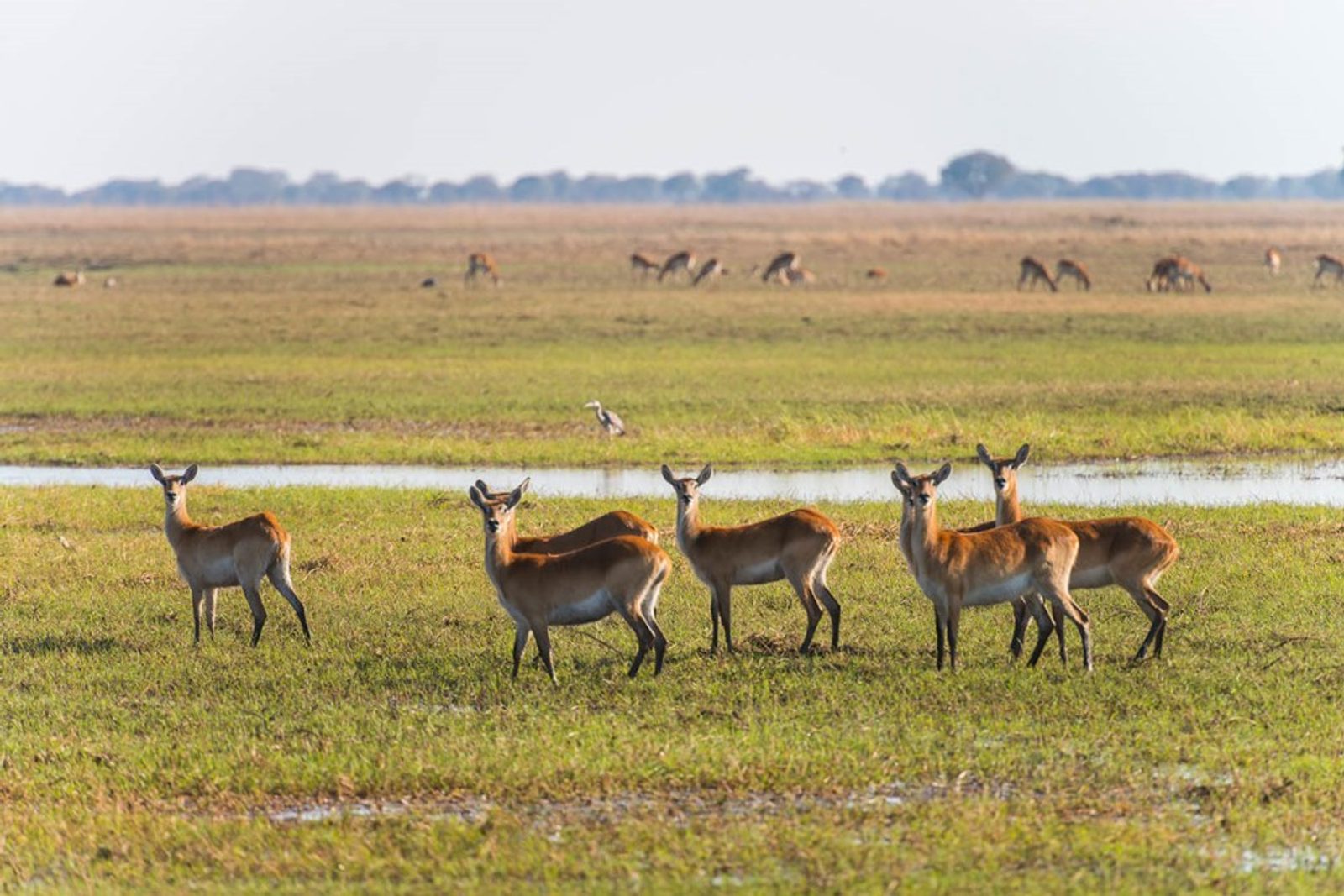 Wildlife on the Busanga Plains. Photo: Mukambi Safaris.