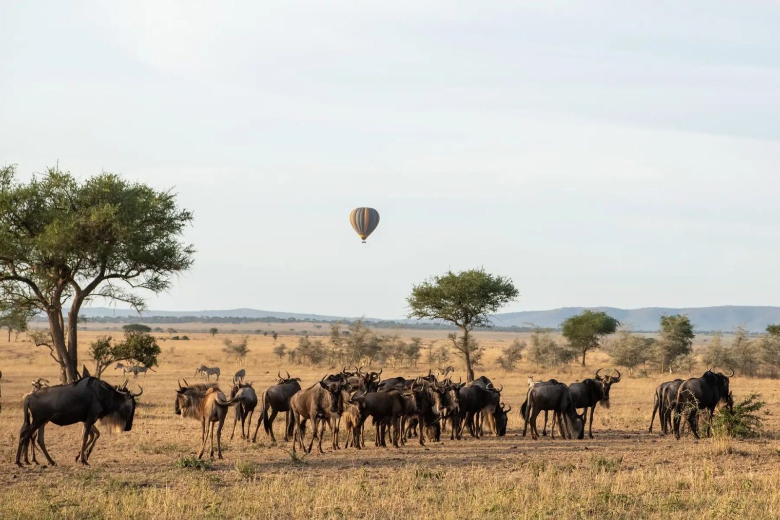 A hot-air balloon over a herd of wildebeest on the Serengeti plains