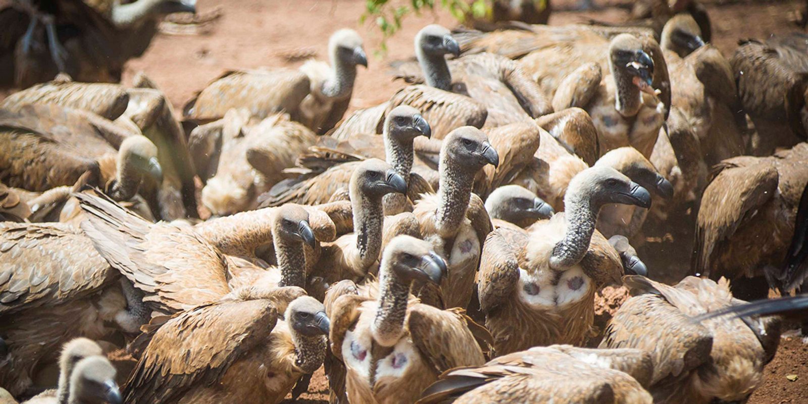 Vultures await feeding during the vulture experience at the Victoria Falls Safari Club.