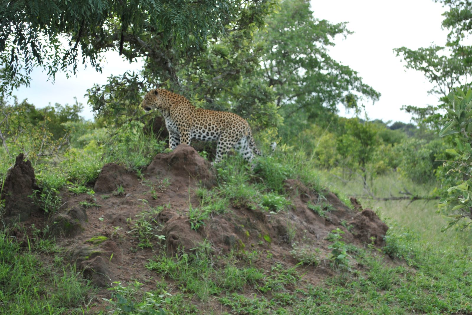 The Ravenscote Male leopard