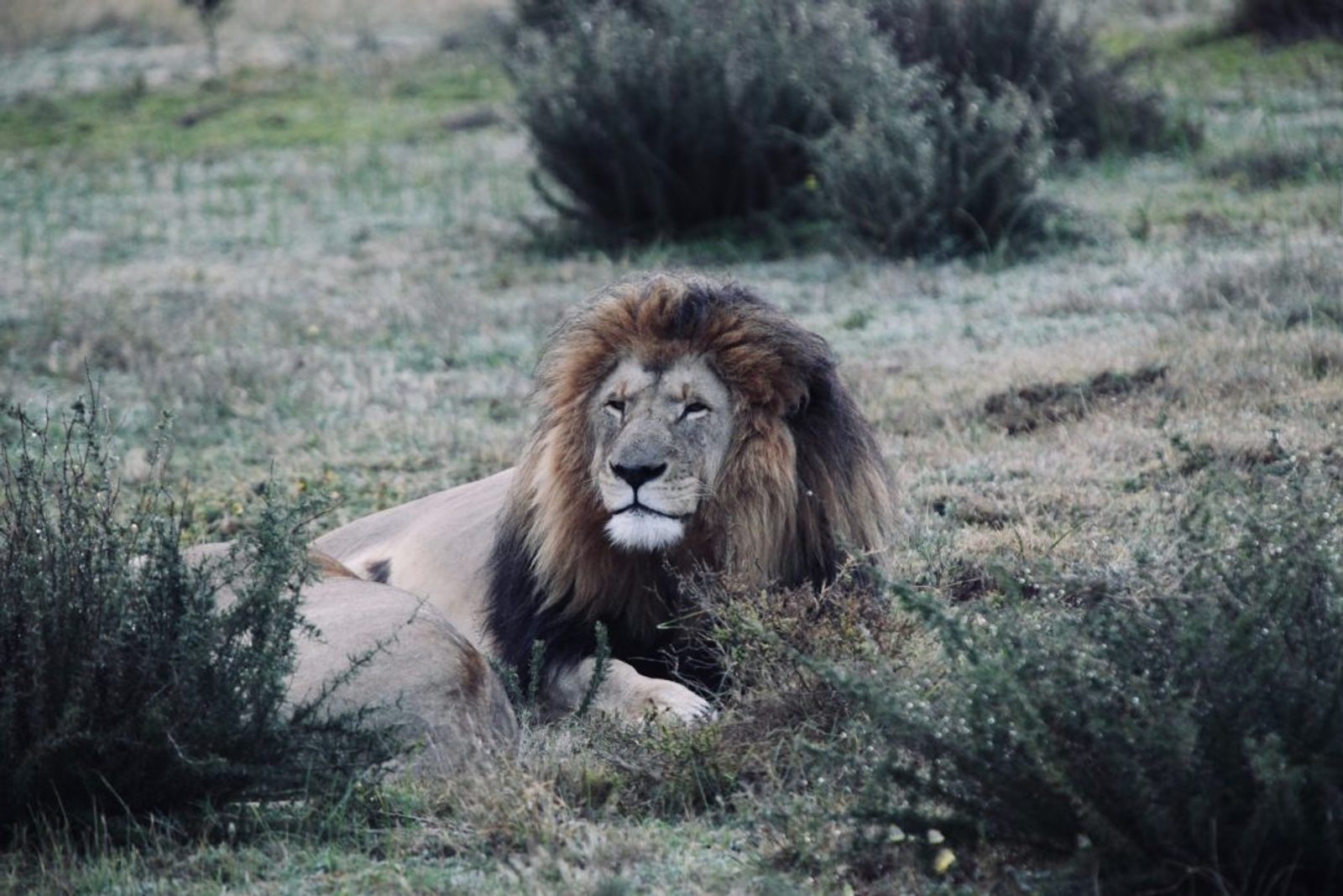 Did you know a lion's roar can be heard up to eight kilometres away