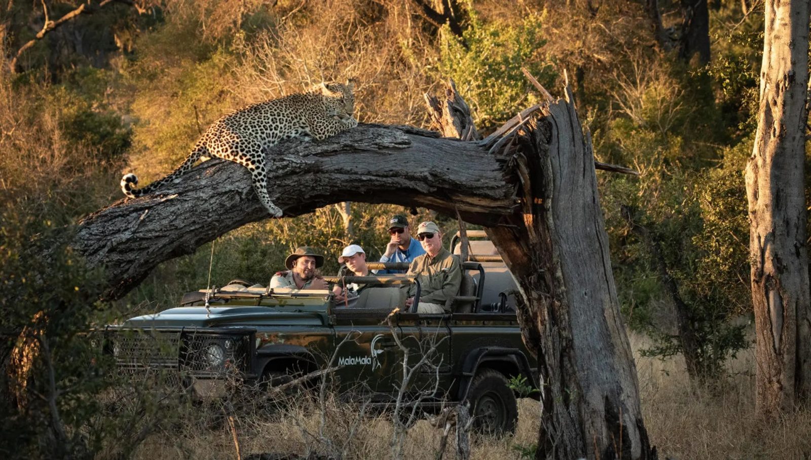 Leopard sighting at MalaMala