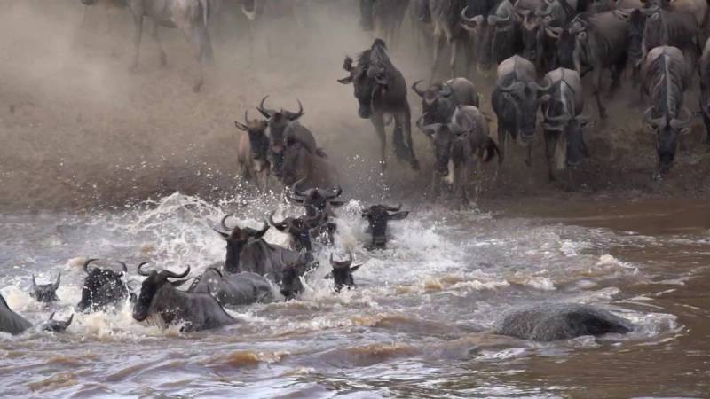 The Great Migration Path Explained