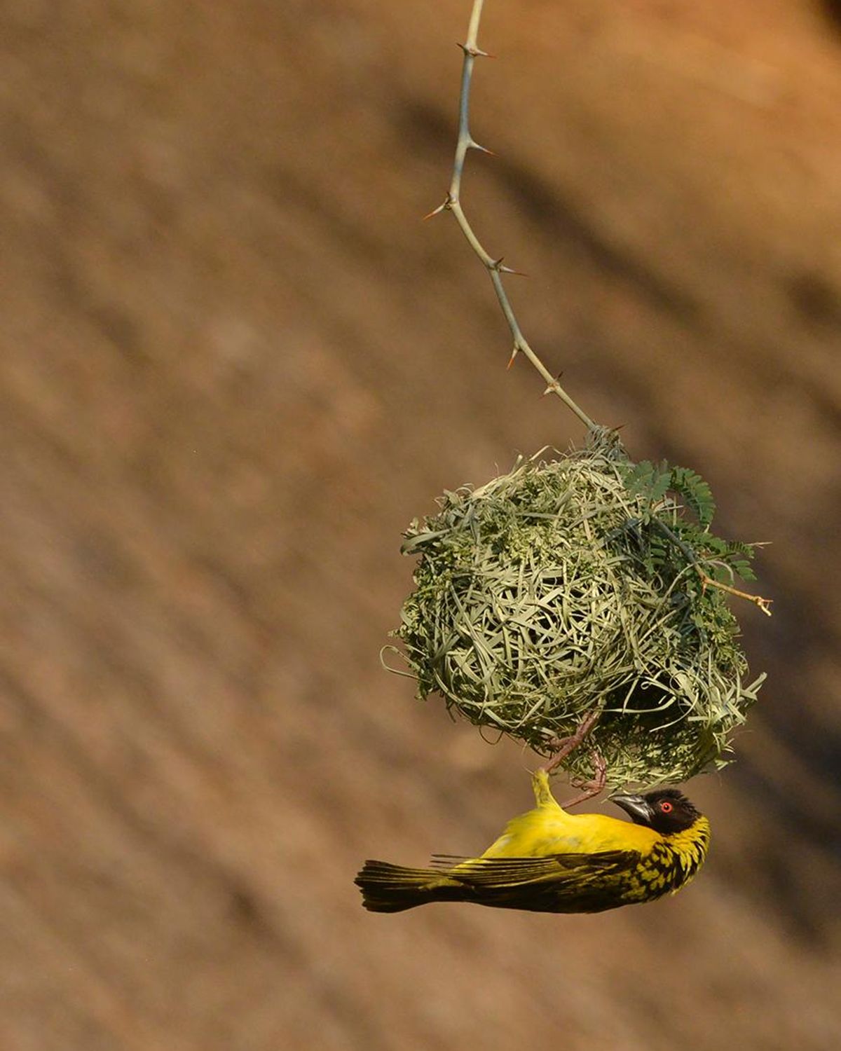 Pics from our Australian guests who stayed at Victoria Falls Safari Lodge