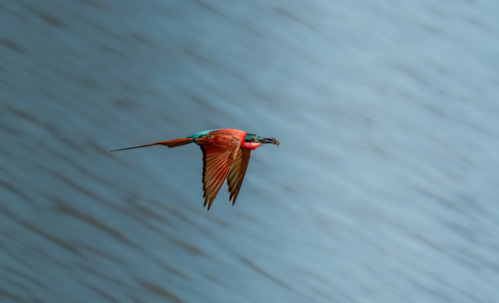 A southern carmine bee-eater in Zambia. Image: Solly Levi