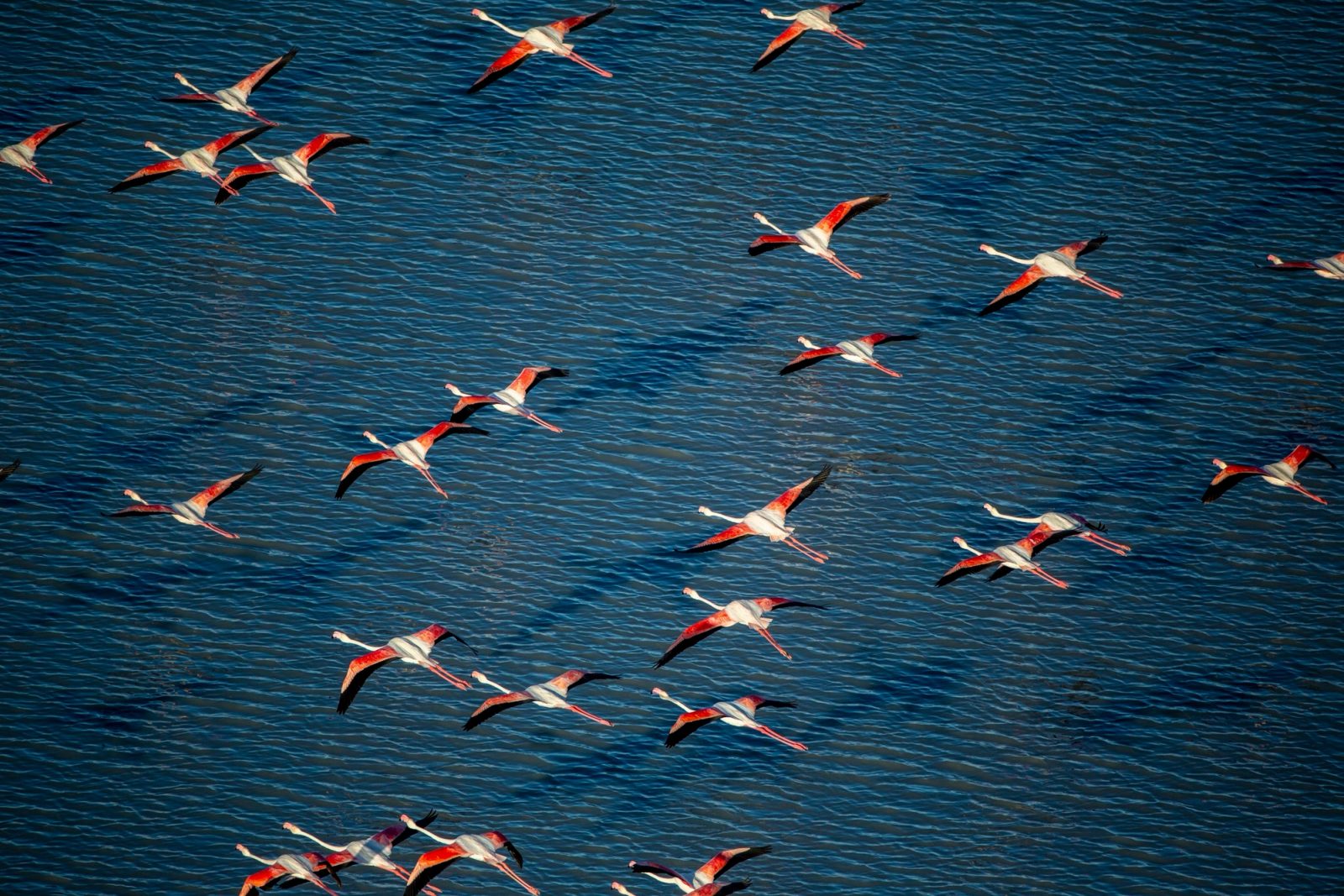 Flamingos in flight over the shallow water of the flooded Makgadikgadi Pans