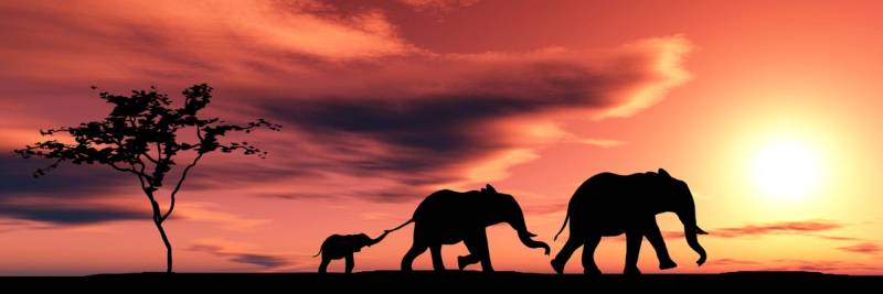 The Definitive Guide to Child Policies in the Kruger Park and Sabi Sands