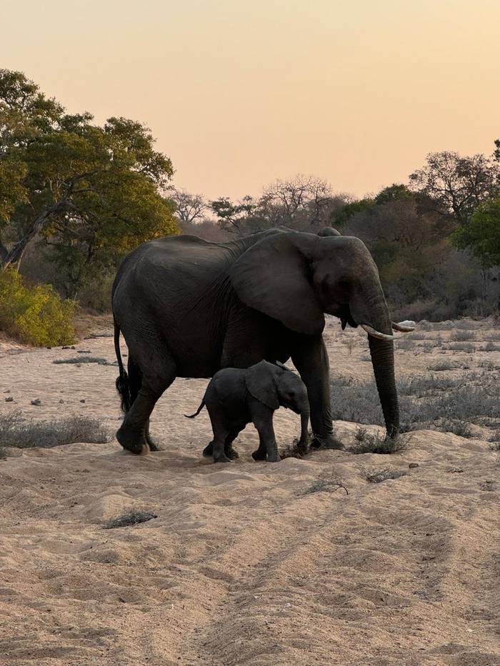 Photos shared by our American guests during their stay at Kings Camp in the Timbavati Private Nature Reserve, part of the Greater Kruger Area, capturing intimate moments with Africa's iconic wildlife and the timeless beauty of the bush
