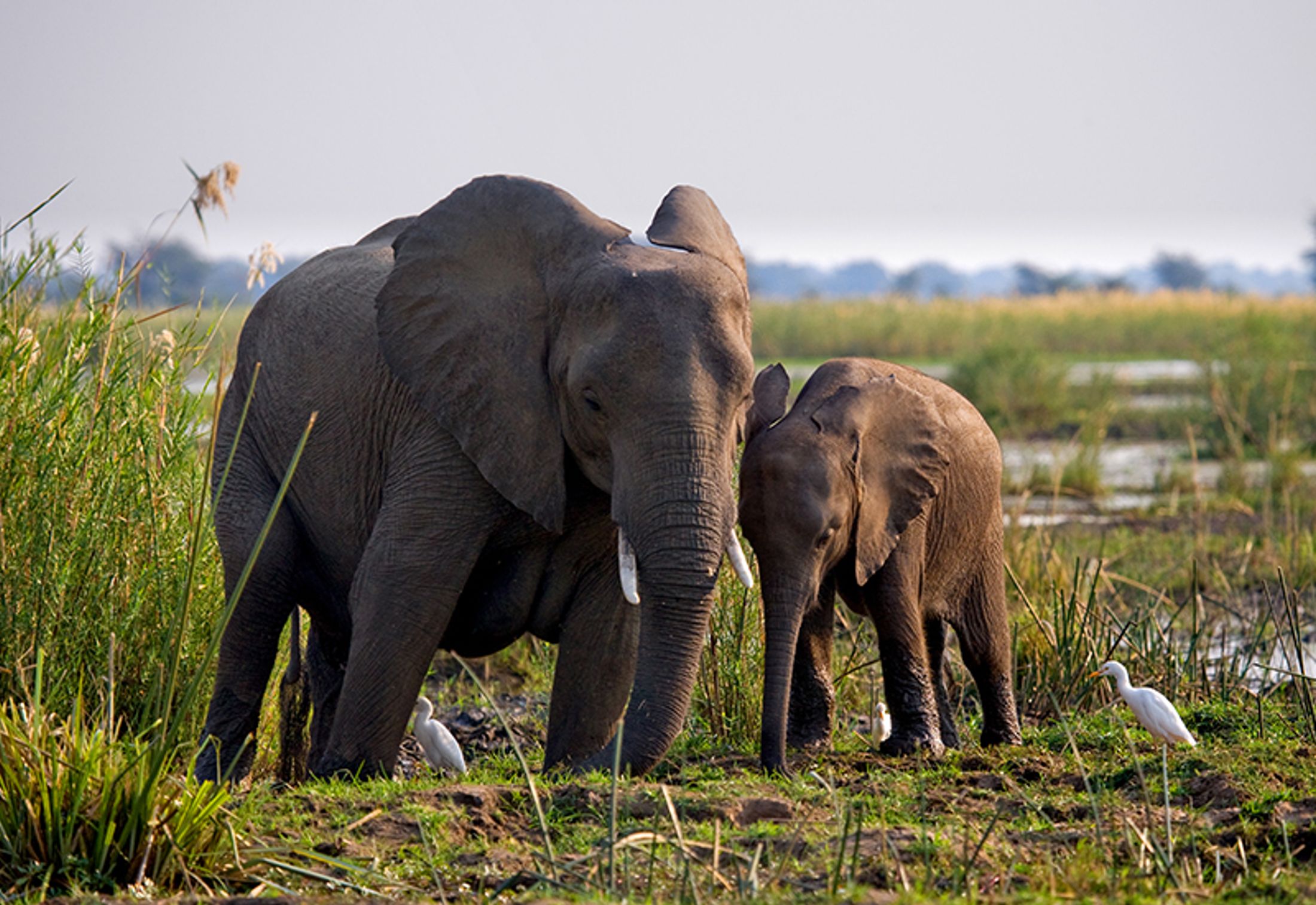 Best Safaris near Victoria Falls