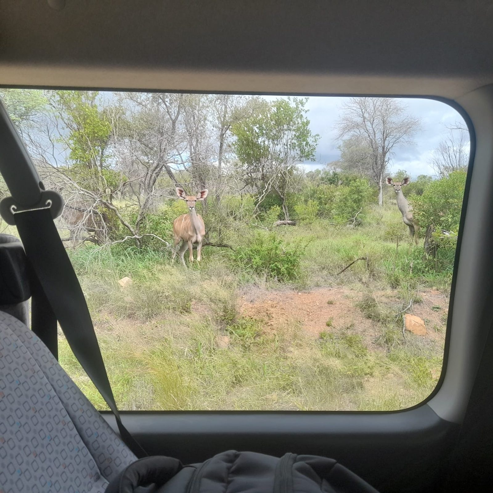Some of the game on the drive to Hamiltons