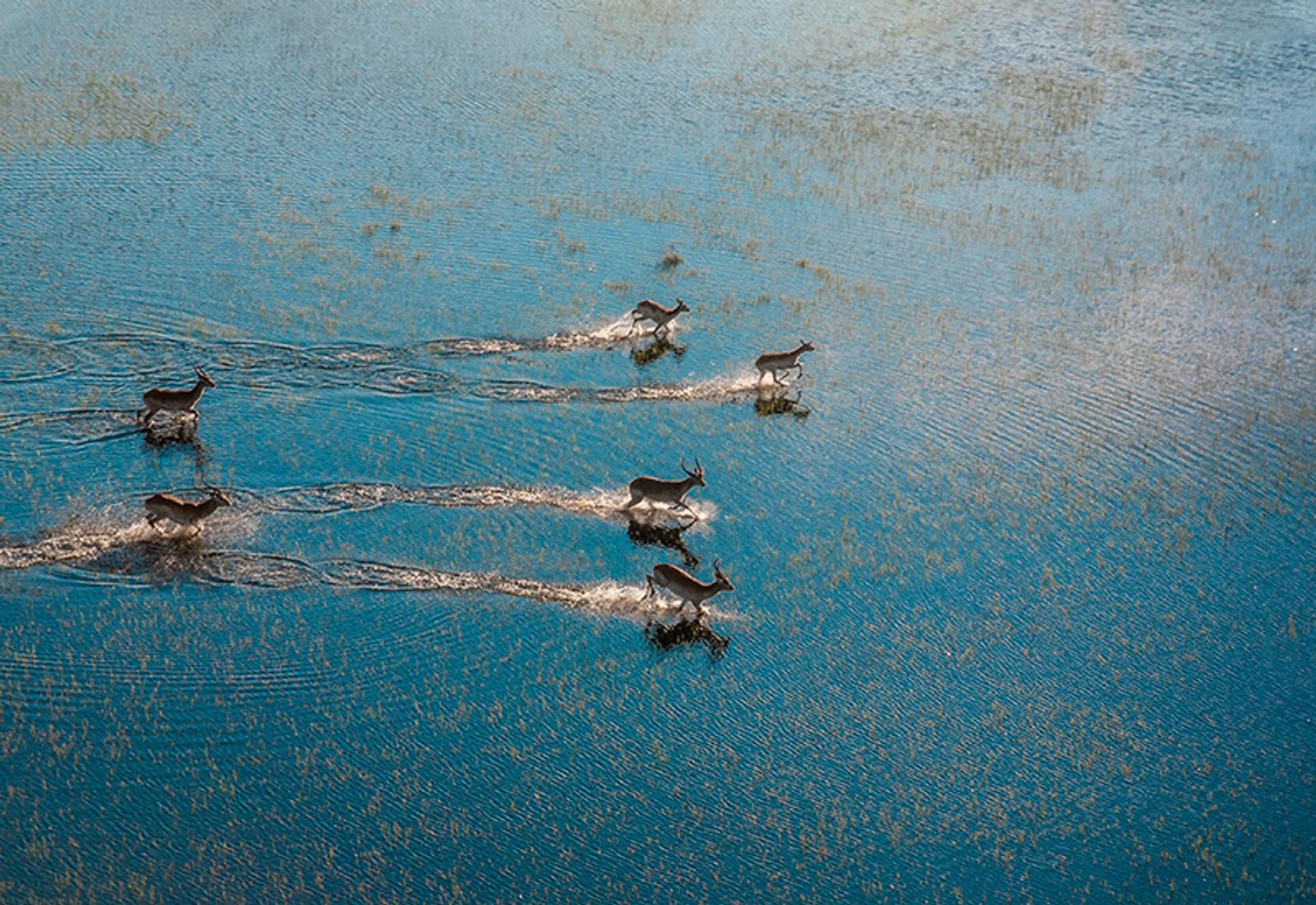 Okavango Delta fly-in safaris