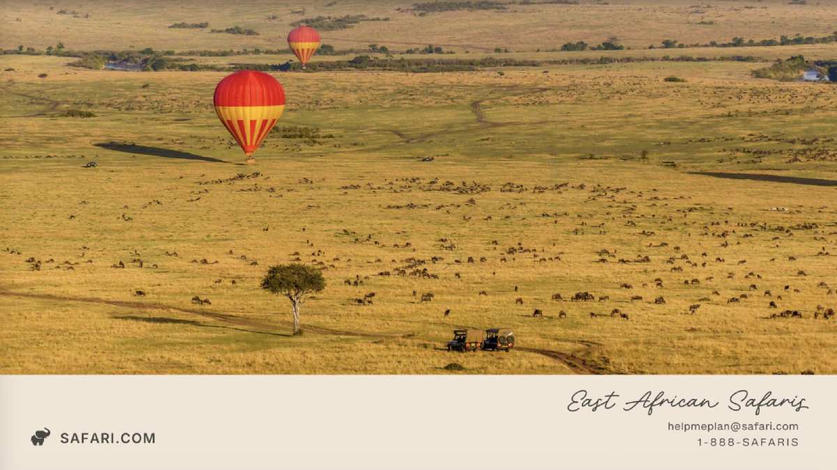 East African Safaris Guide preview