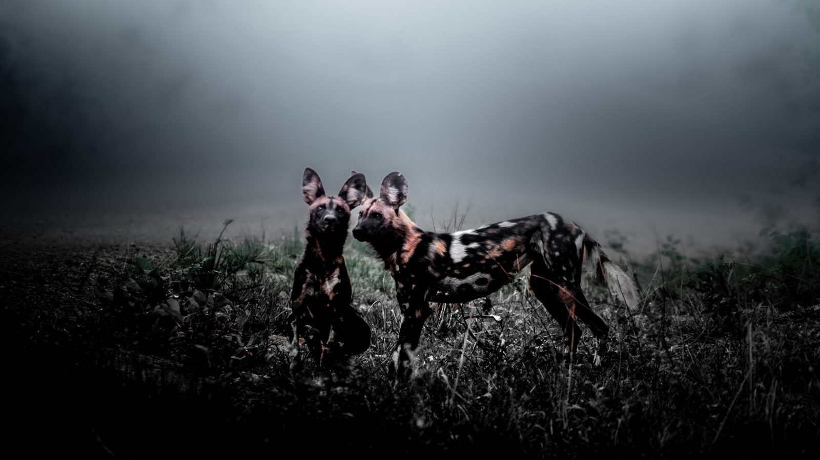 Wild dogs in Zambia. Image: Solly Levi