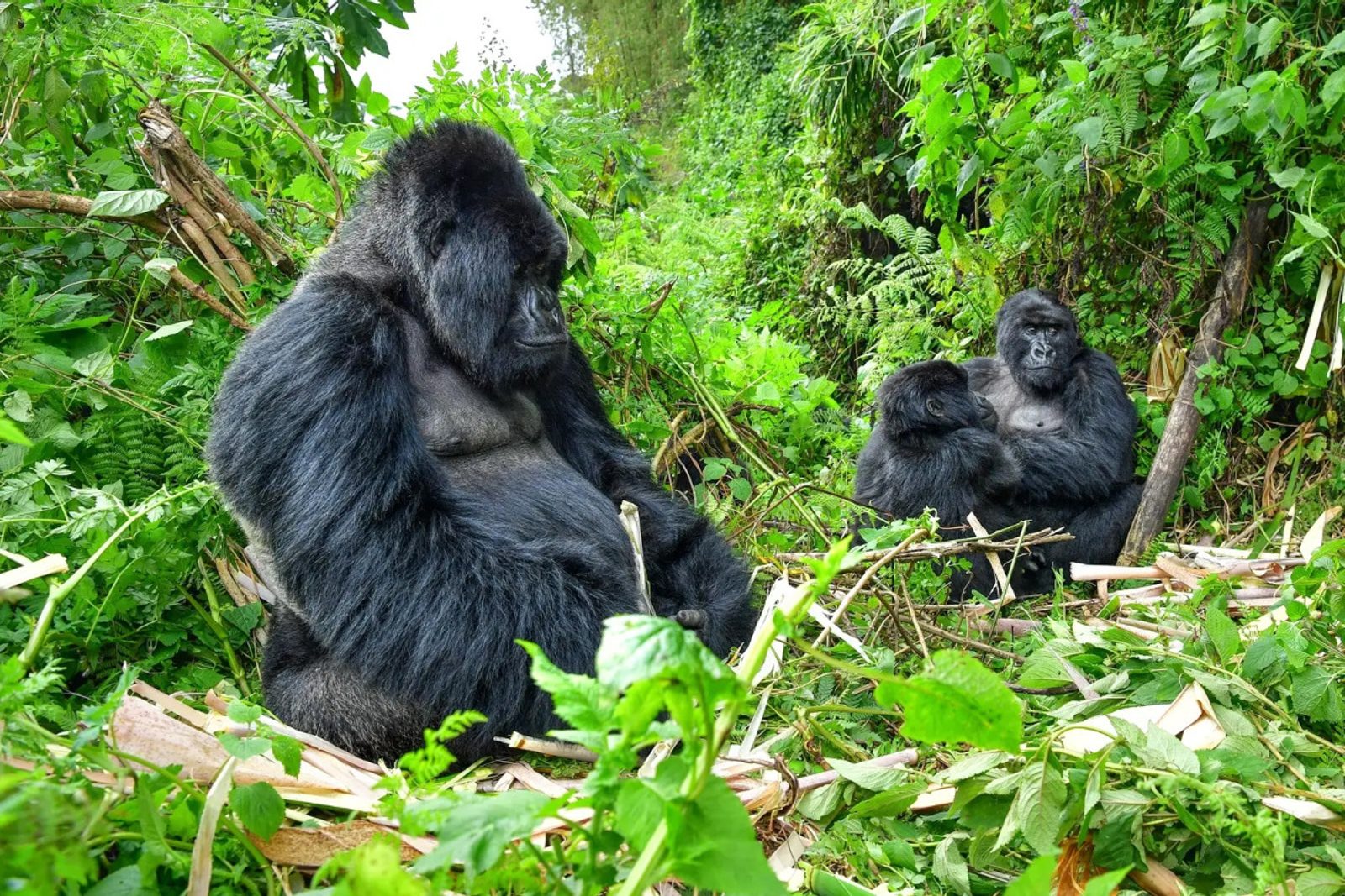 Mountain gorillas.
