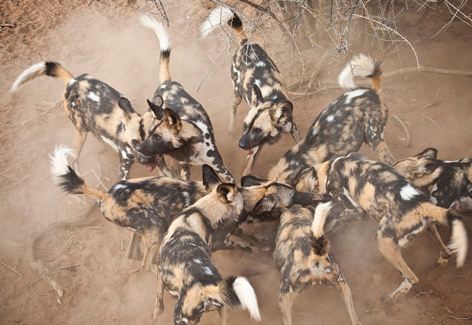 wild dogs on a kill