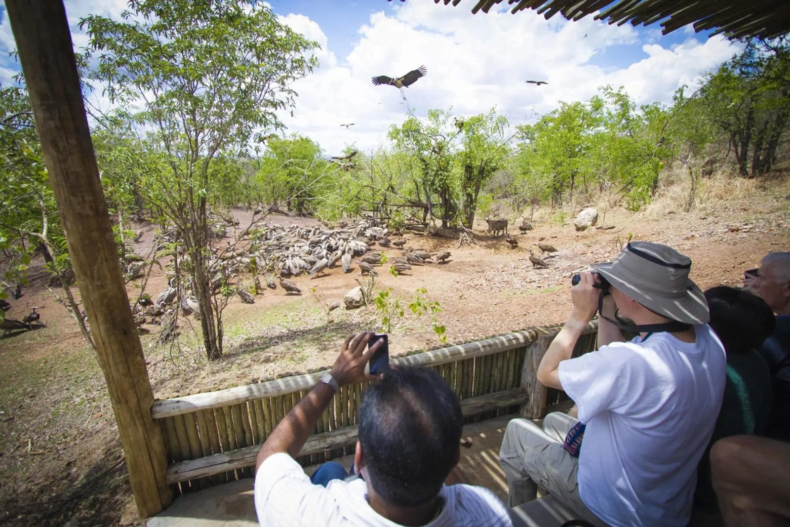 Watching the Vulture Culture feeding programme at Victoria Falls Safari Lodge