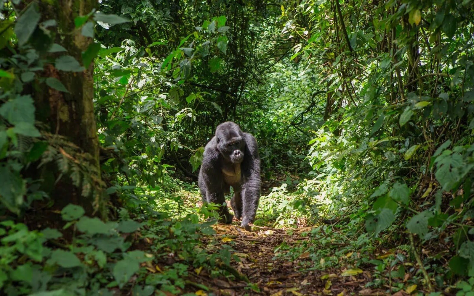 Seeing the mountain gorillas is a life-changing experience.