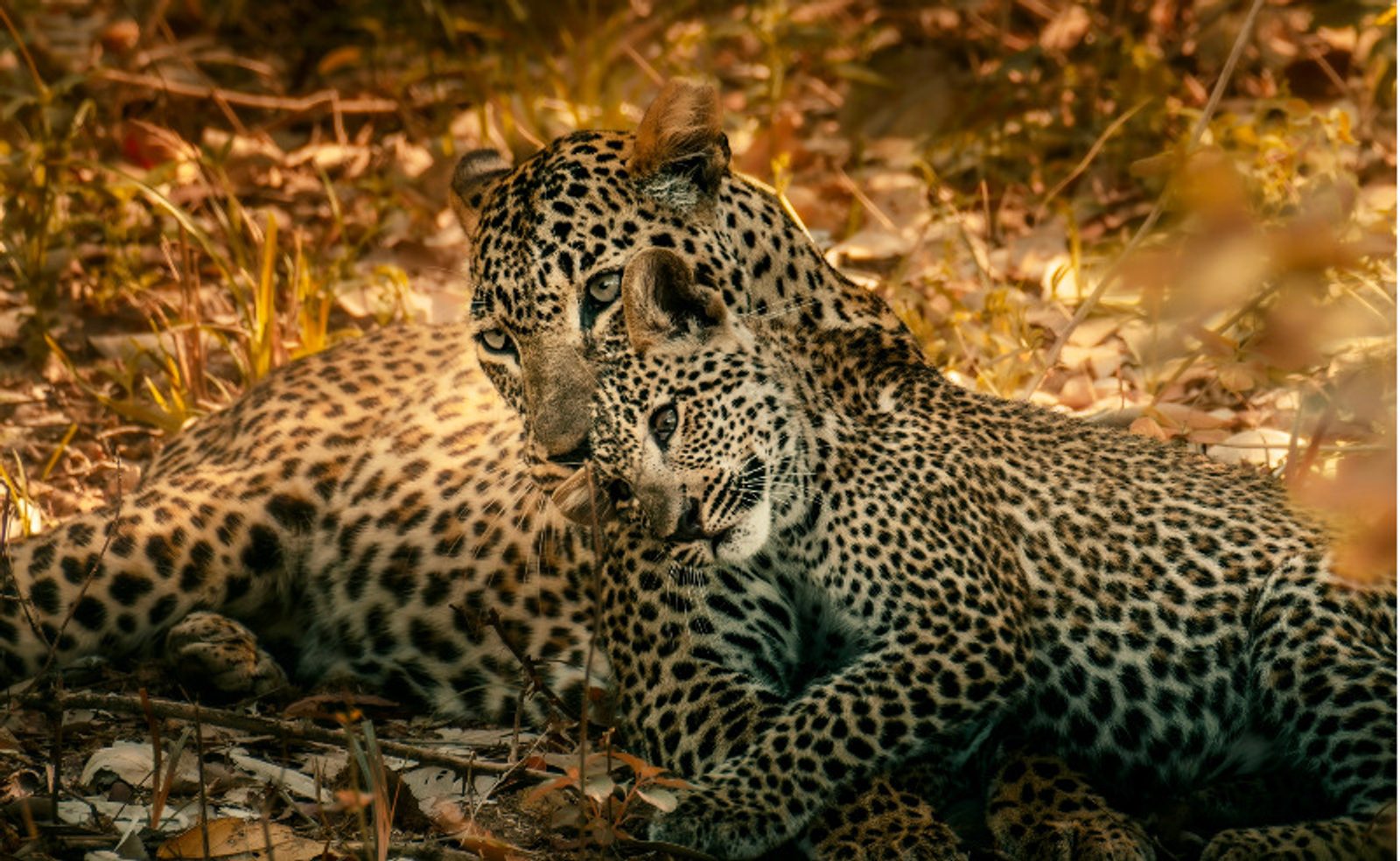 Leopards in Zambia. Image: Solly Levi