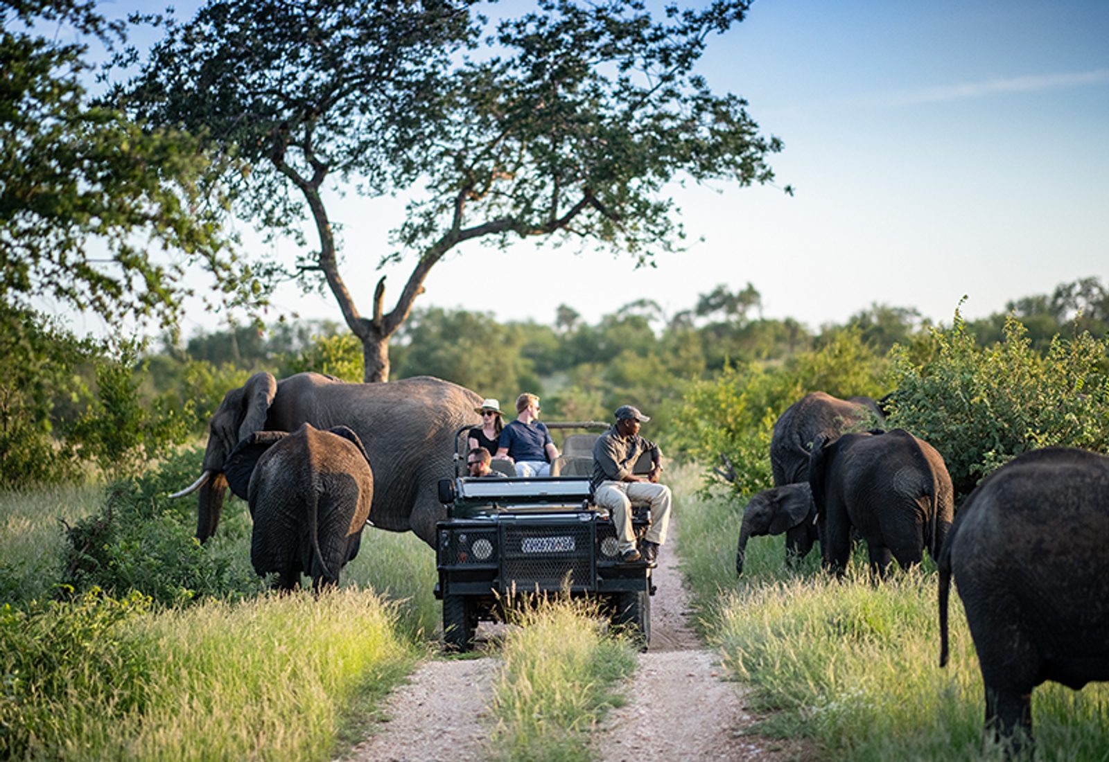 people on game drive in south africa elephant herd