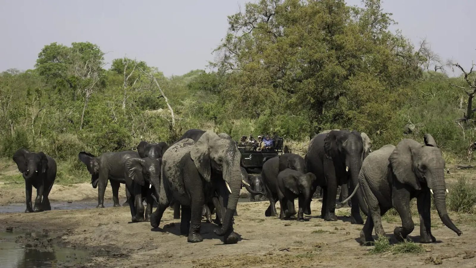 Elephants near MalaMala Sable Camp