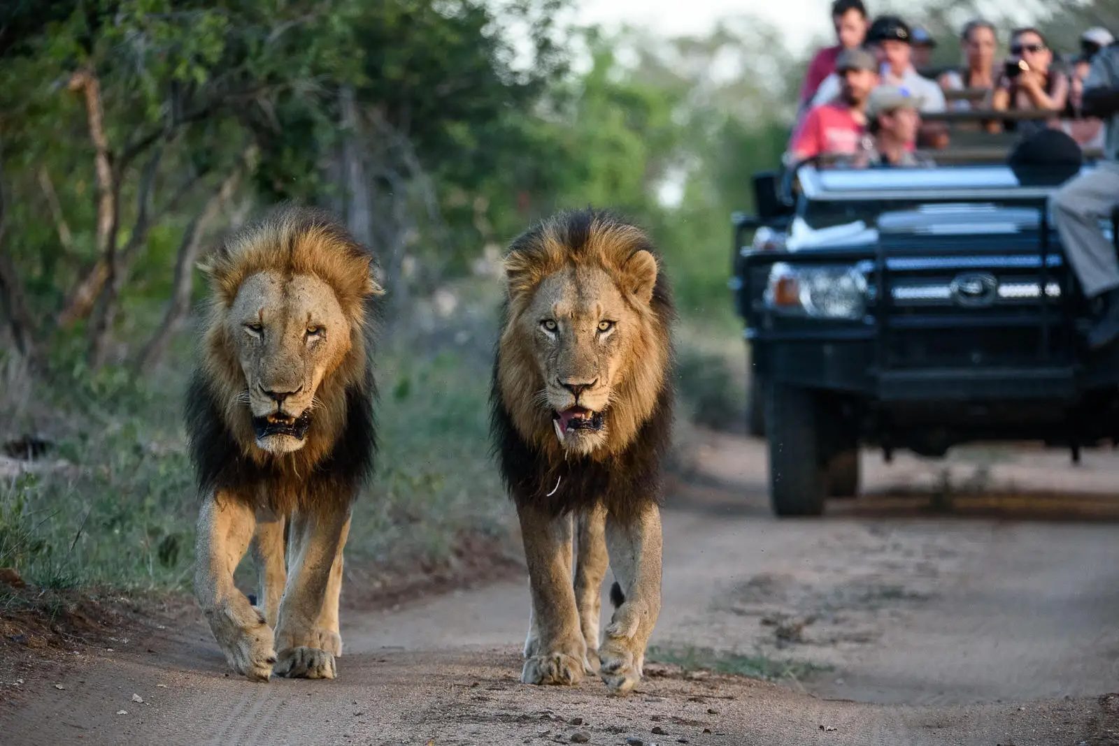 You might have to wait for the real kings of the road to move!