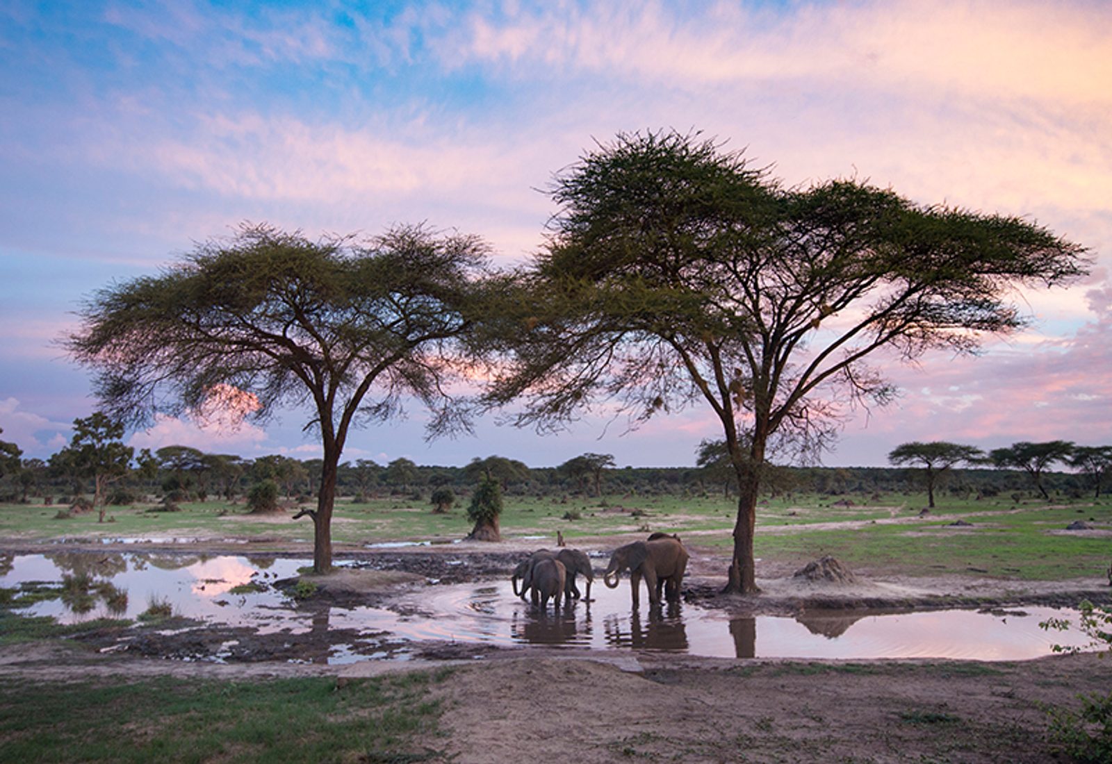 elephant sighting in Hwange National Park