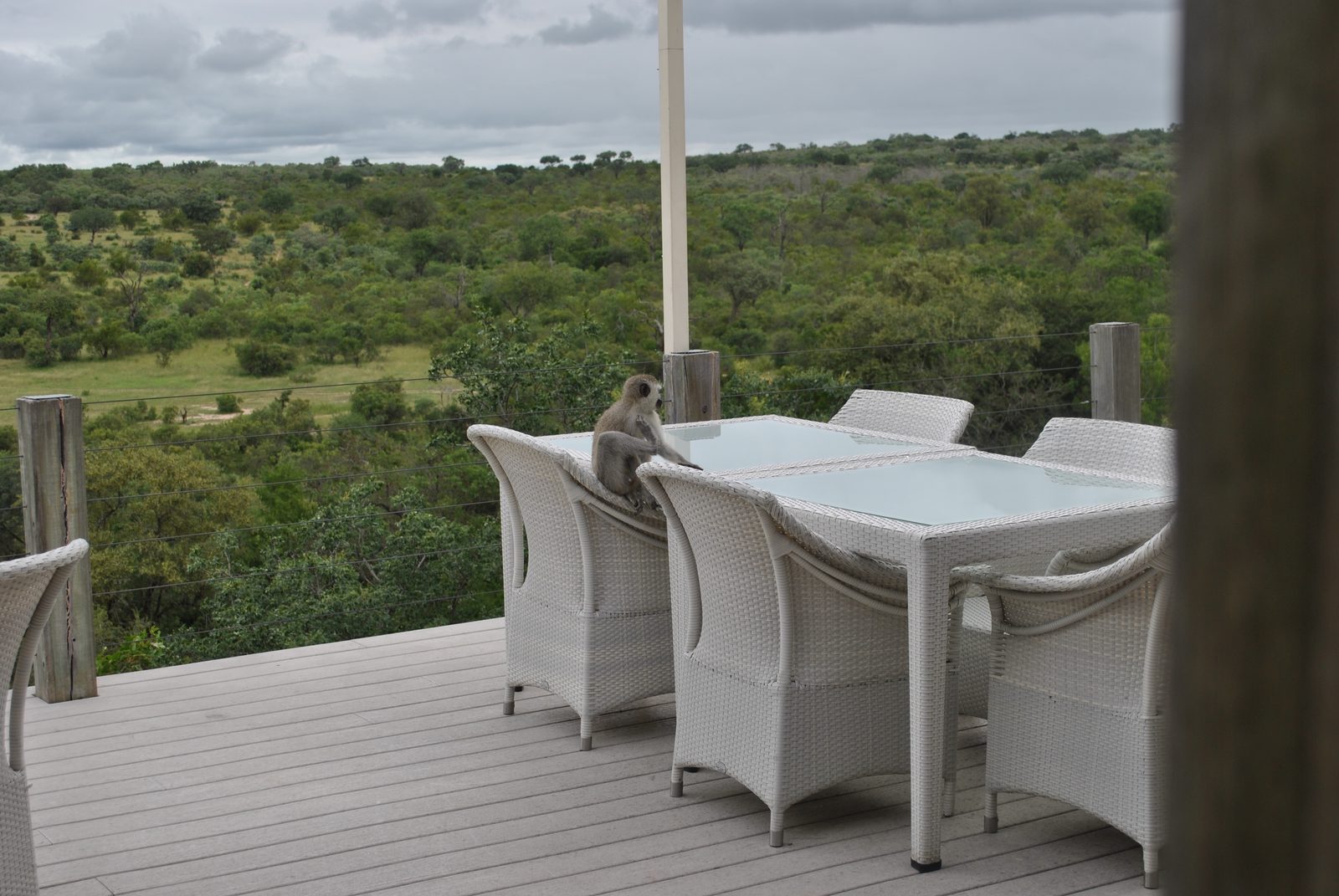 The view from the deck at Leopard Hills (with a naughty guest on the table).