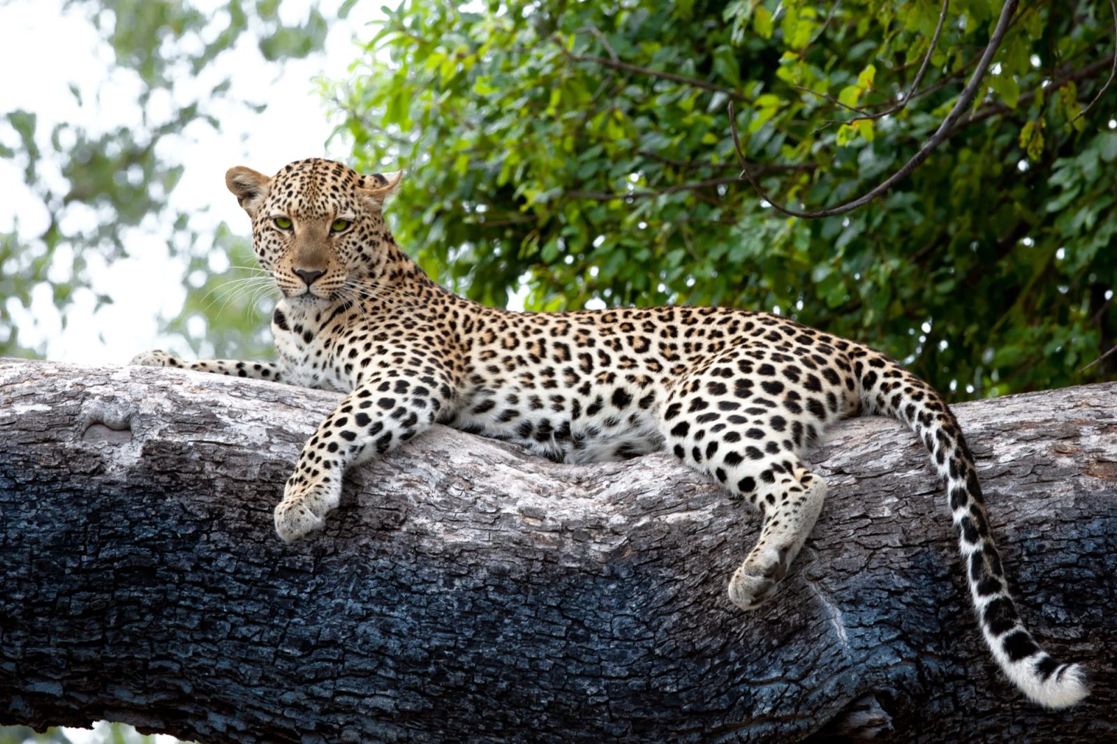 A leopard resting on a tree branch in the Moremi Game Reserve