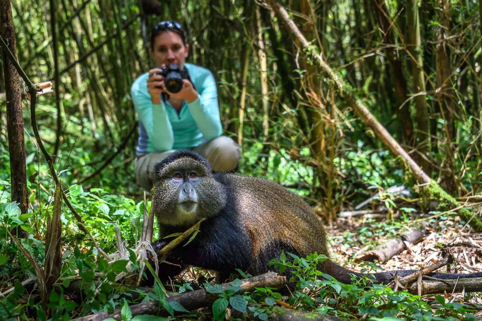A guest takes a photo of a golden monkey in Volcanoes National Park, Rwanda.