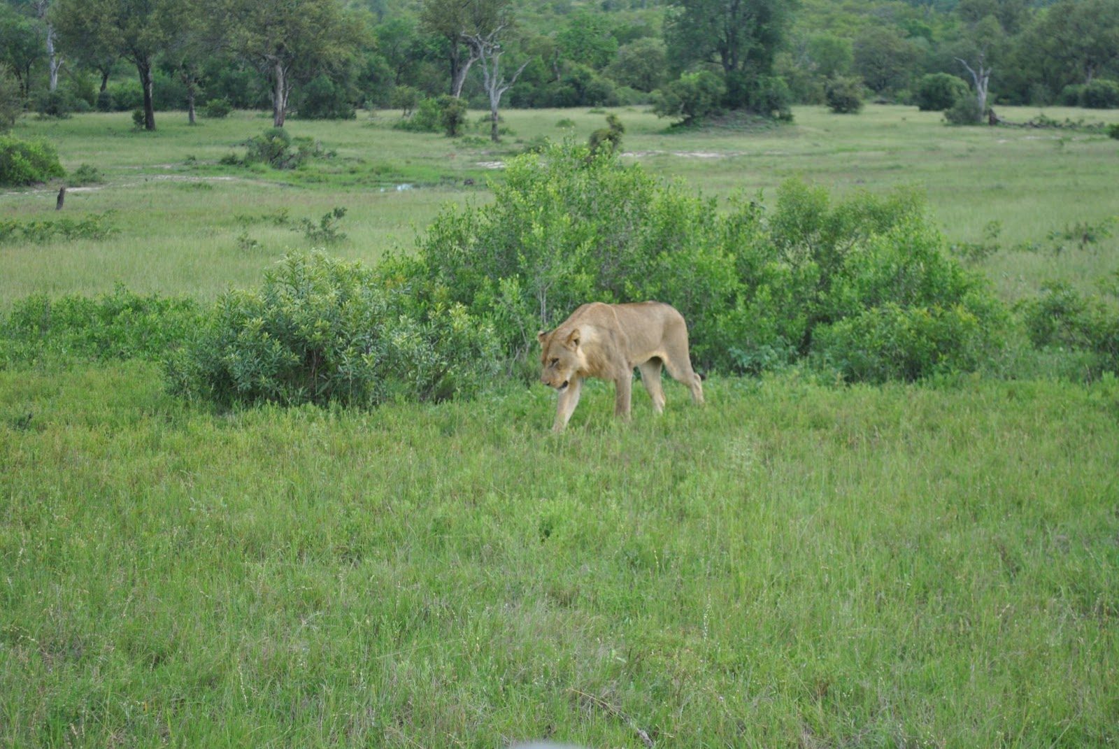 Meet Mohawk the local lion