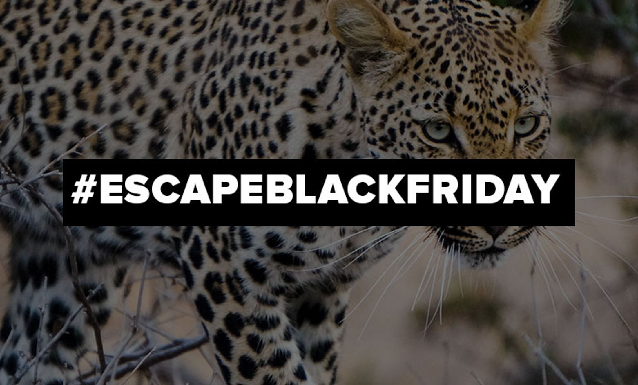 Safari.com eludes Black Friday with #EscapeBlackFriday campaign