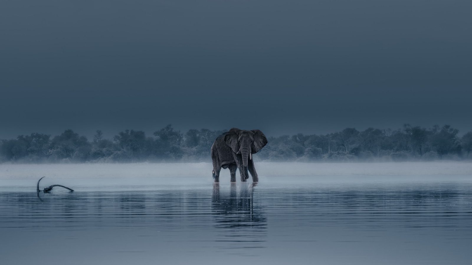 An elephant in Zambia. Image: Solly Levi