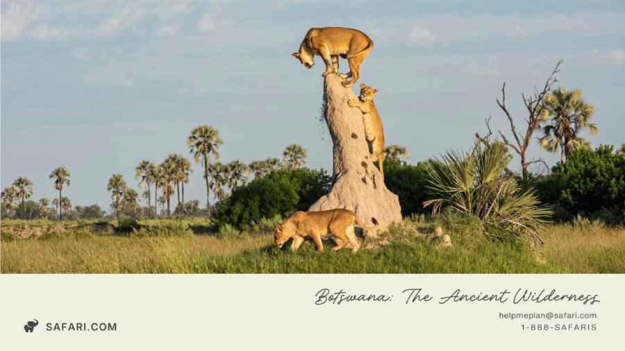 Botswana: The Ancient Wilderness brochure preview