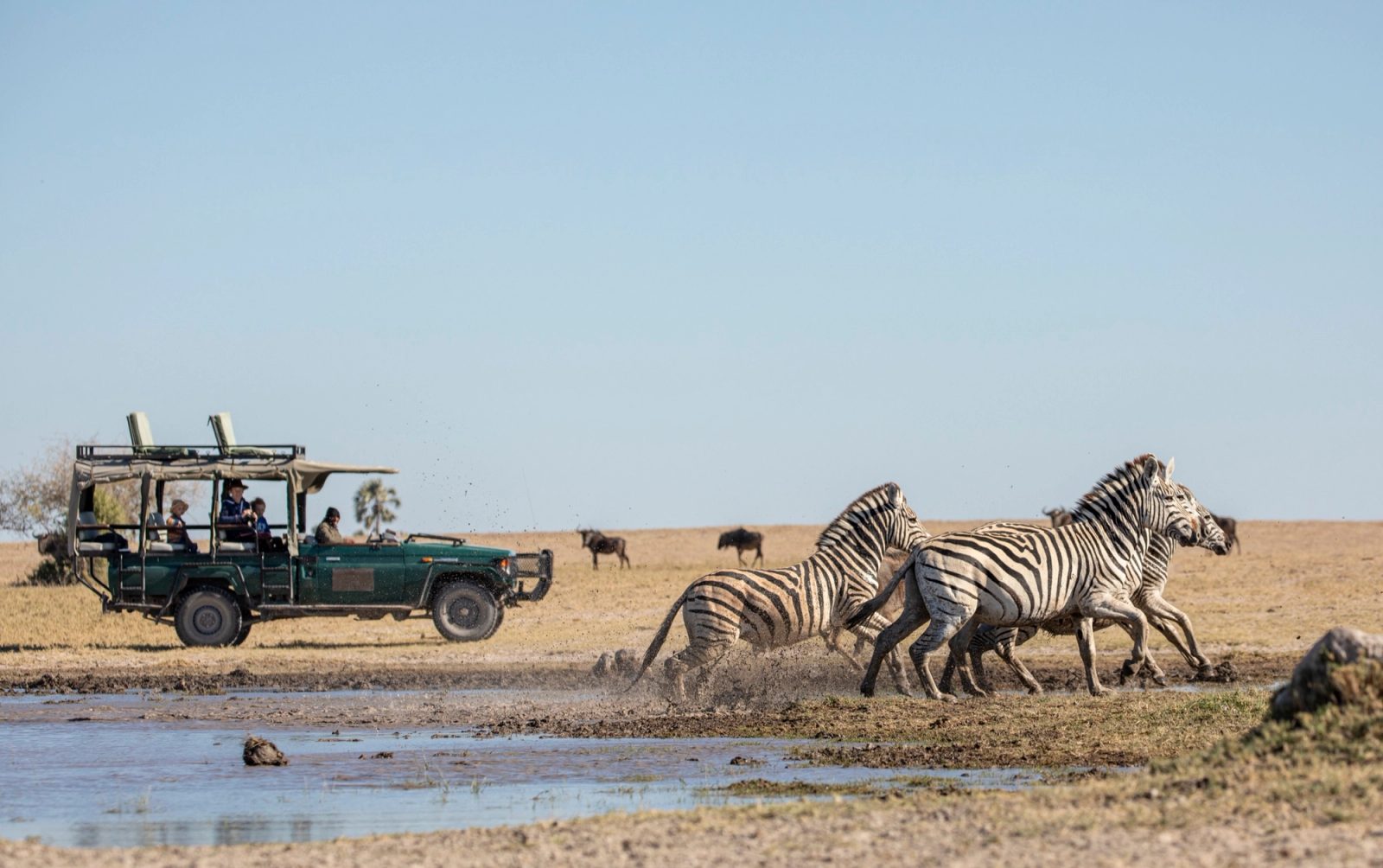Zebra running at a waterhole on the Makgadikgadi grasslands beside a game vehicle