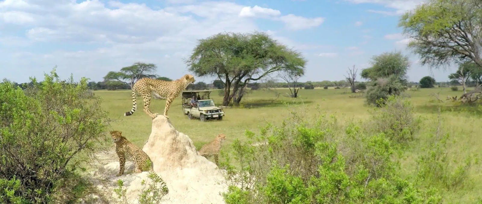 A cheetah keeps watch over the plains at Hwange NP, Zimbabwe.