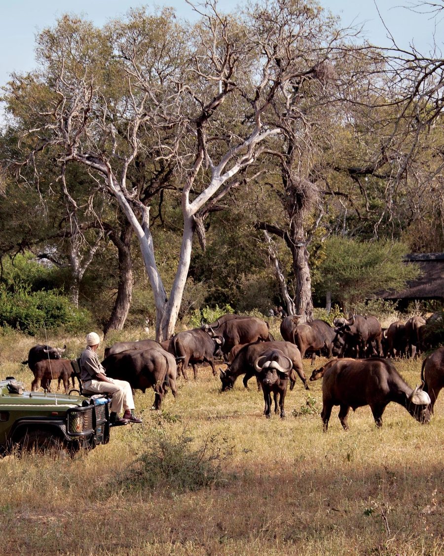 7 Day Sumptuous Timbavati And Sabi Sand Safari