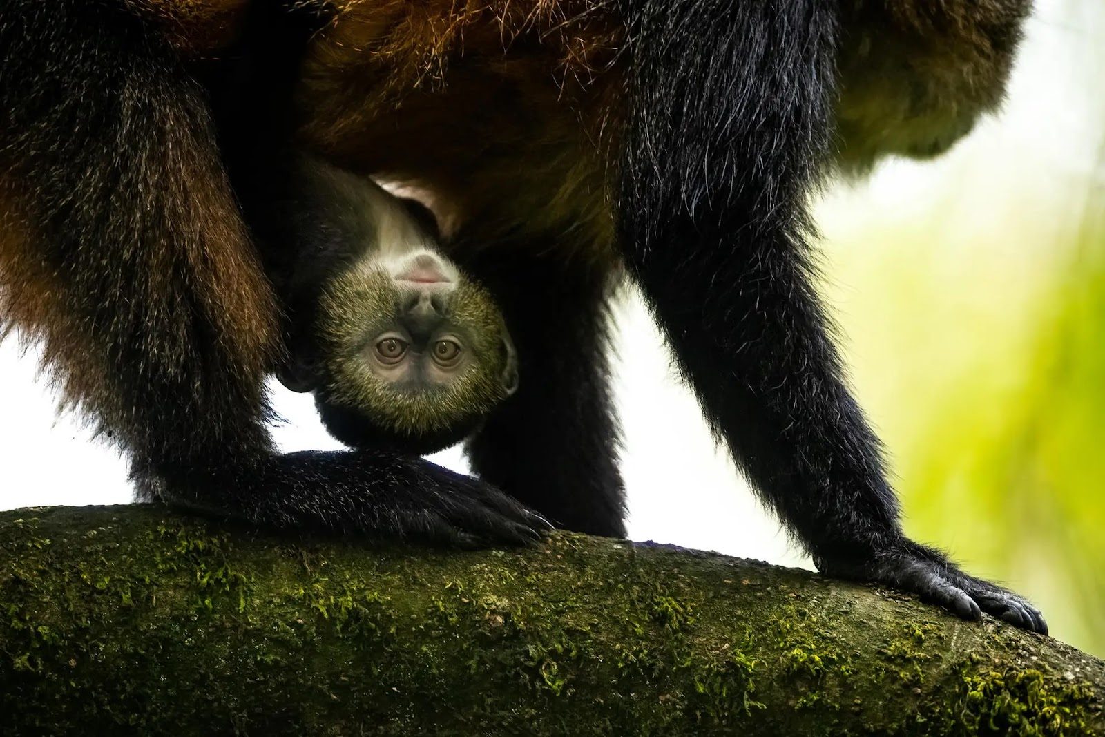 A golden monkey mom and infant in Volcanoes National Park, Rwanda.