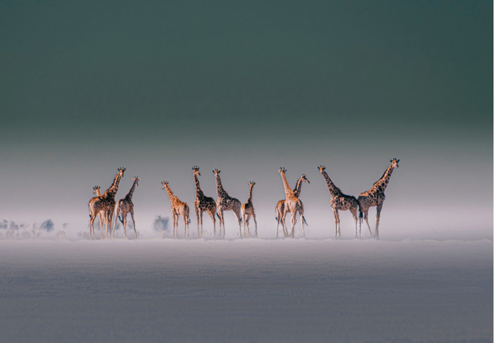 Giraffes in Namibia. Image: Solly Levi