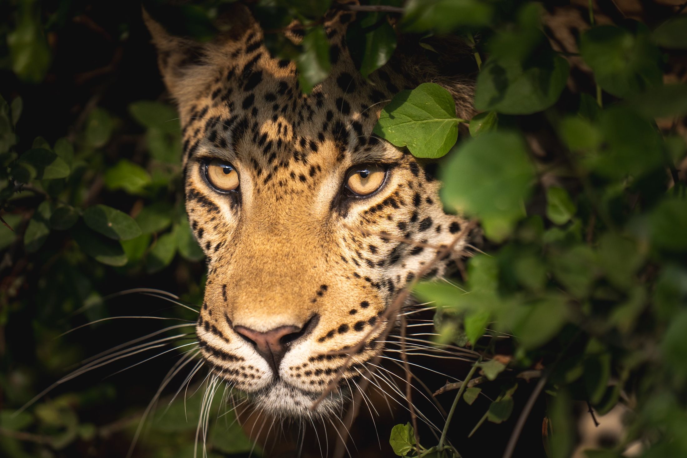 A Traveller's Guide to South Africa: Where and When to Travel