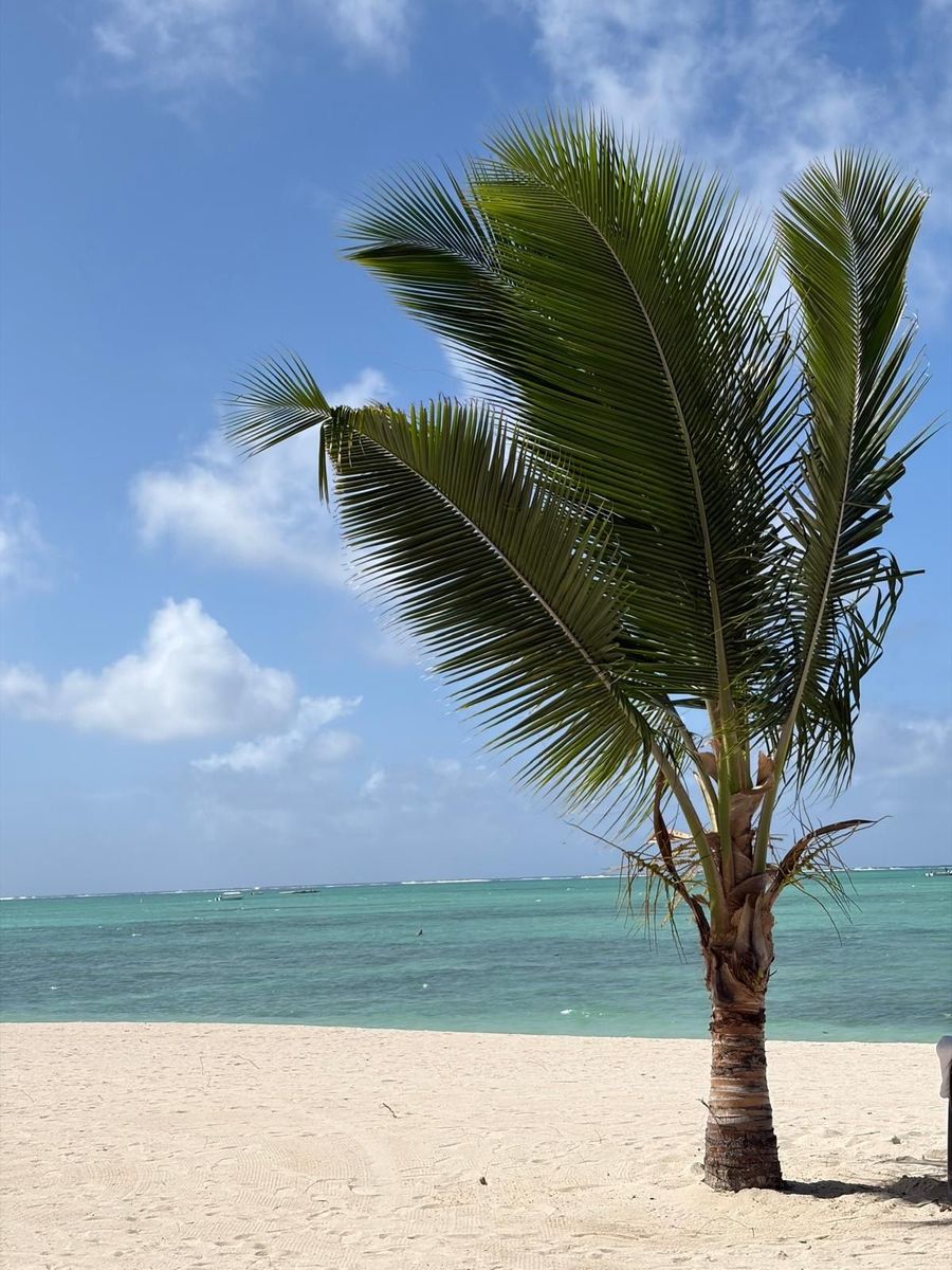 A lone palm tree leaning over a wide empty beach with the lagoon and sailing boats beyond, Four Seasons Mauritius at Anahita