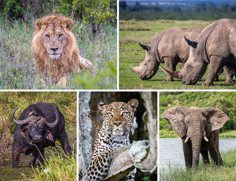 Big 5 Safaris