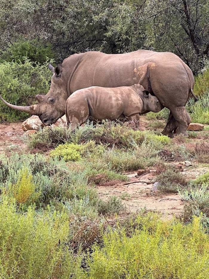 American guests who stayed at Sanbona Game Reserve, just a scenic three-hour drive from Cape Town, immersed themselves in the breathtaking beauty of this renowned wildlife sanctuary