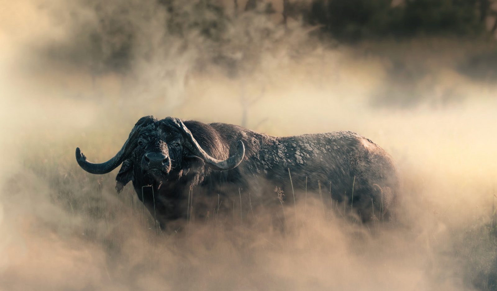 A buffalo in Zimbabwe. Image: Solly Levi